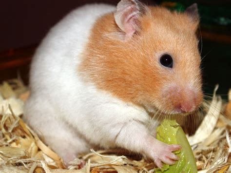 Their first year of care is generally about 350, including the cage, toys, bedding and food. . Z hamster